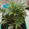 Sementes Feminizadas Auto Critical Orange Punch (Dutch Passion)
