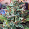 Girl Scout Cookies Auto (Auto Seeds)