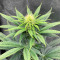 Gorilla Cookies Fast Flowering (Fast Buds)