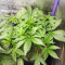 Grandmommy Purple Auto Feminized Seeds (Herbies Seeds)