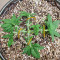 Ice Bomb (Bomb Seeds)
