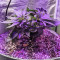 Semi femminizzati di Jack's Dream (Green House Seeds)