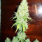 La Diva Auto (Delicious Seeds)