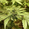 OG Critical Seeds