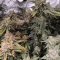 LSD Seeds - Cannabis Strain Seeds for Sale