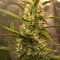 Vente de graines de cannabis LSD-25 Auto (Fast Buds)