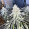 Mimosa EVO Seeds (Barney’s Farm) - Cannabis Strain Seeds for Sale