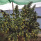 Vente de graines de cannabis HulkBerry (RQS)