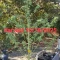 Achetez des graines féminisées Grandmommy Purple par Herbies Seeds