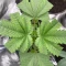 Northern Lights Auto Seeds (Herbies Seeds)