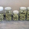 GG#4 Original Glue Seeds