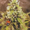 Blue Dream’matic Seeds - Cannabis Strain Seeds for Sale