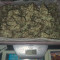 Original Big Bud Seeds - Cannabis Strain Seeds for Sale