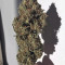 Strawberry Banana Seeds - Cannabis Strain Seeds for Sale