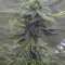 Auto Super Skunk (Auto Skunk) Seeds
