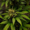 Orange Sherbet Seeds - Cannabis Strain Seeds for Sale