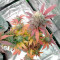 White Widow feminized seeds for sale by Seedstockers