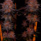 Ayahuasca Purple จาก Barney's Farm