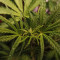 Strawberry Pie Seeds - Cannabis Strain Seeds for Sale