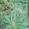 Achetez des graines féminisées Grandmommy Purple par Herbies Seeds