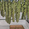 Malawi Seeds - Cannabis Strain Seeds for Sale
