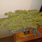 Blueberry Hill Seeds (Herbies Seeds) - Cannabis Strain Seeds for Sale
