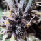 Vente de graines de cannabis Purple Lemonade Auto (Fast Buds)