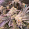Sticky Sherbert GG Feminized Seeds (Seedkeepers)
