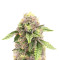 Semi Femminizzati Sticky Sherbert GG (Seedkeepers)