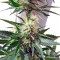 Belladonna feminized seeds