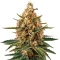 Bubba Slush Seeds
