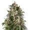 Cafe Racer (BlimBurn Seeds)