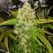 Critical Purple Kush (Advanced Seeds)