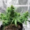 Graines de cannabis Edam Bomb (Cheese Bomb) (Bomb Seeds)