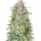 Semi Femminizzati Forbidden Runtz Auto (Fast Buds)