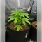 Gelato 44 (Tyson S) Seeds