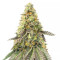 Girl Scout Cookies Fast Version (Herbies Seeds)