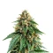 Glueberry (Expert Seeds)
