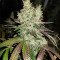 Gorilla Girl (Sweet Seeds)