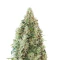 Semi femminizzati Great White Shark CBD