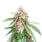 Lemon Kush Seeds (Herbies Seeds)