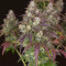 Lemon Pie Auto Seeds