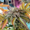 Mimosa (Herbies Seeds)
