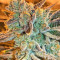 Pure Kush Seeds (Original Sensible Seeds)