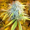 Pure Kush Seeds (Original Sensible Seeds)