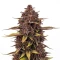Purple Lemonade Auto RF3 Seeds (Fast Buds)