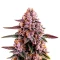Ricky Bobby Seeds