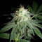 Runtz Muffin Seeds (Barney’s Farm)