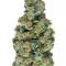 Sativa's Sour Diesel (Nirvana Seeds)
