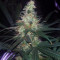 Three Blue Kings Seeds